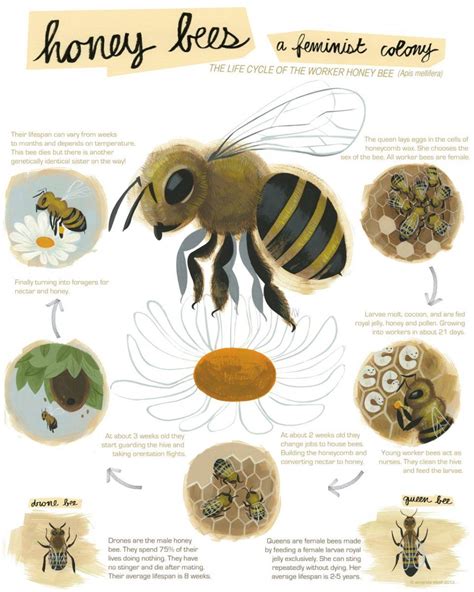 Burgundy magical honeybee